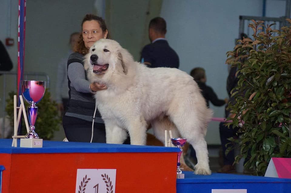 de la Vallée du Girou - Ouzous de la Vallée du Girou sur le podium du Best in Show baby