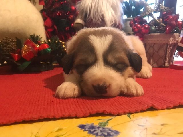 de la Vallée du Girou - Chiot disponible  - Chien de Montagne des Pyrenees