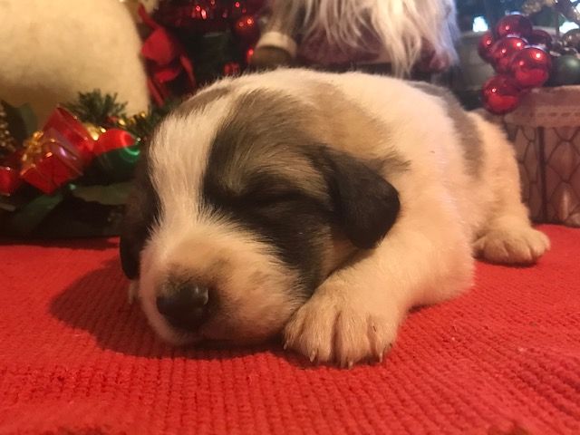 de la Vallée du Girou - Chiot disponible  - Chien de Montagne des Pyrenees