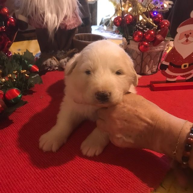 de la Vallée du Girou - Chiot disponible  - Chien de Montagne des Pyrenees