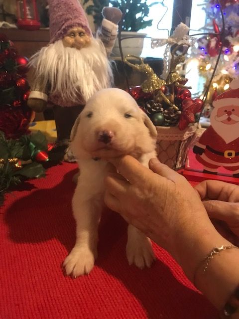 de la Vallée du Girou - Chiot disponible  - Chien de Montagne des Pyrenees