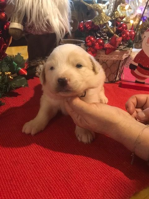 de la Vallée du Girou - Chiot disponible  - Chien de Montagne des Pyrenees