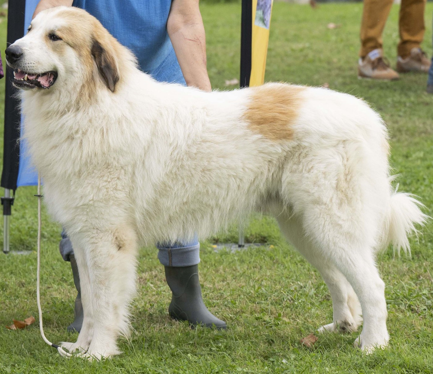 CH. Uchan de la Vallée du Girou de la Vallée du Girou
