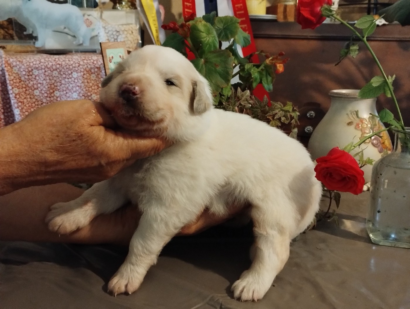 de la Vallée du Girou - Chiots disponibles - Chien de Montagne des Pyrenees