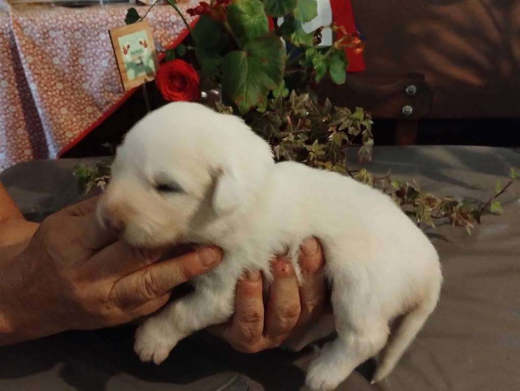 de la Vallée du Girou - Chiots disponibles - Chien de Montagne des Pyrenees