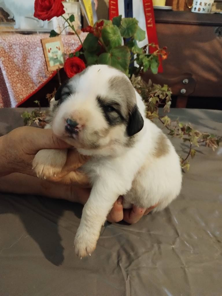 de la Vallée du Girou - Chiots disponibles - Chien de Montagne des Pyrenees