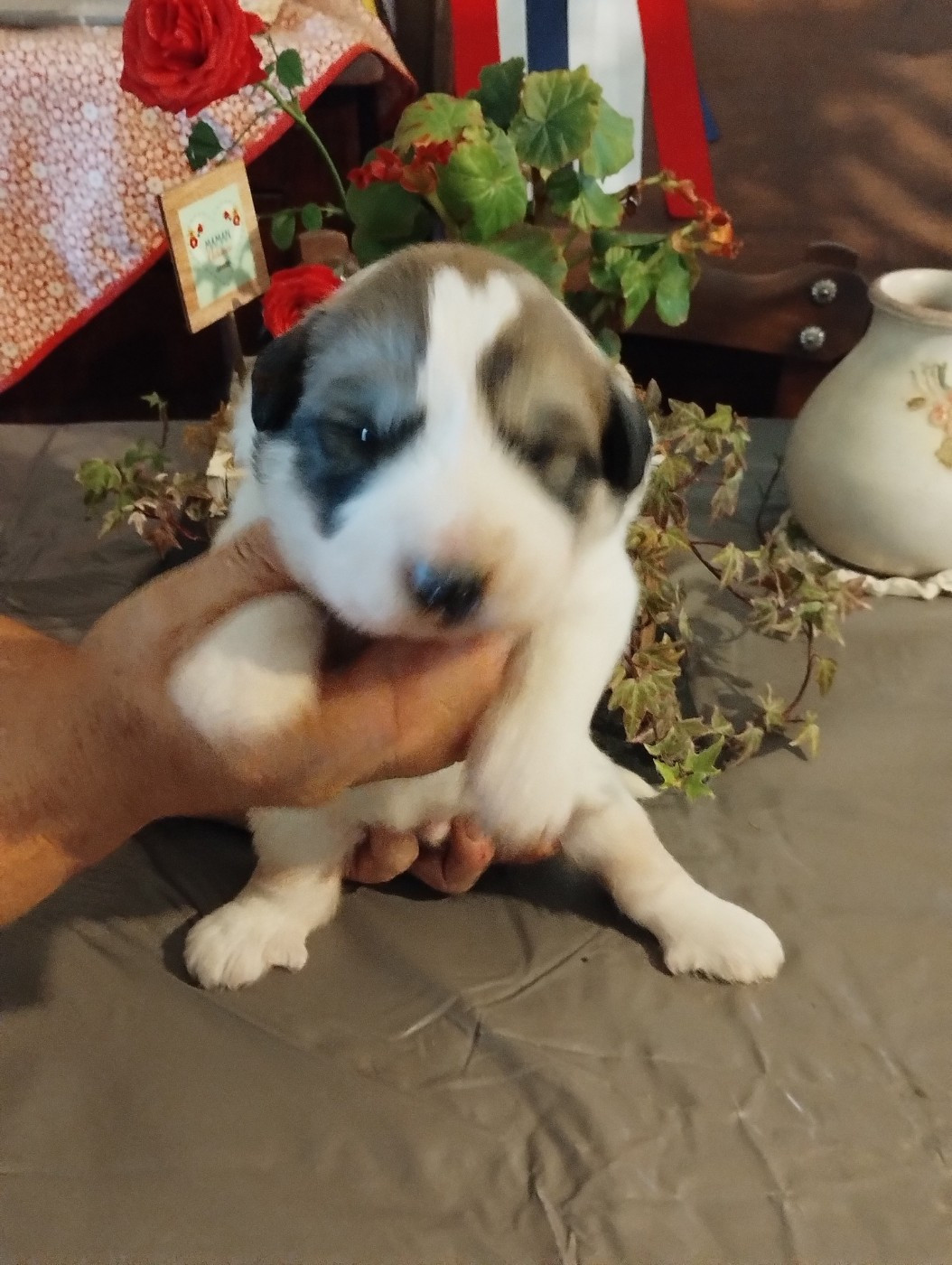 de la Vallée du Girou - Chiots disponibles - Chien de Montagne des Pyrenees