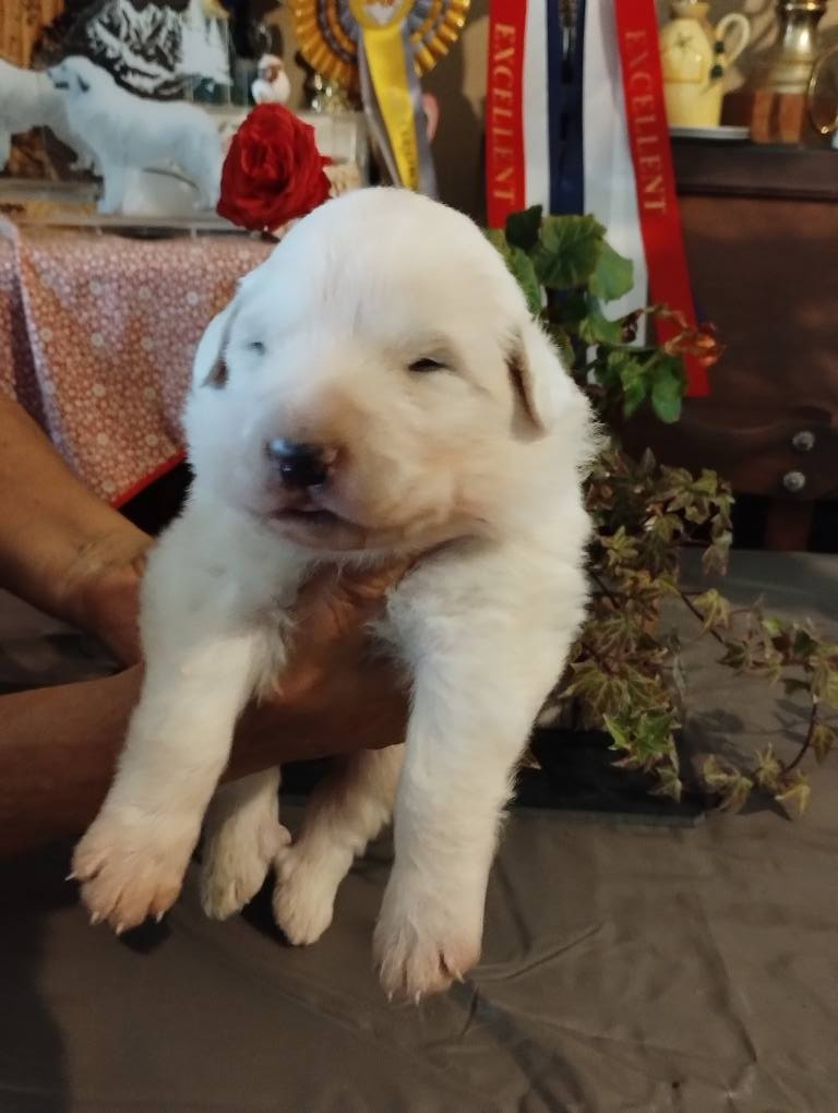 de la Vallée du Girou - Chiots disponibles - Chien de Montagne des Pyrenees