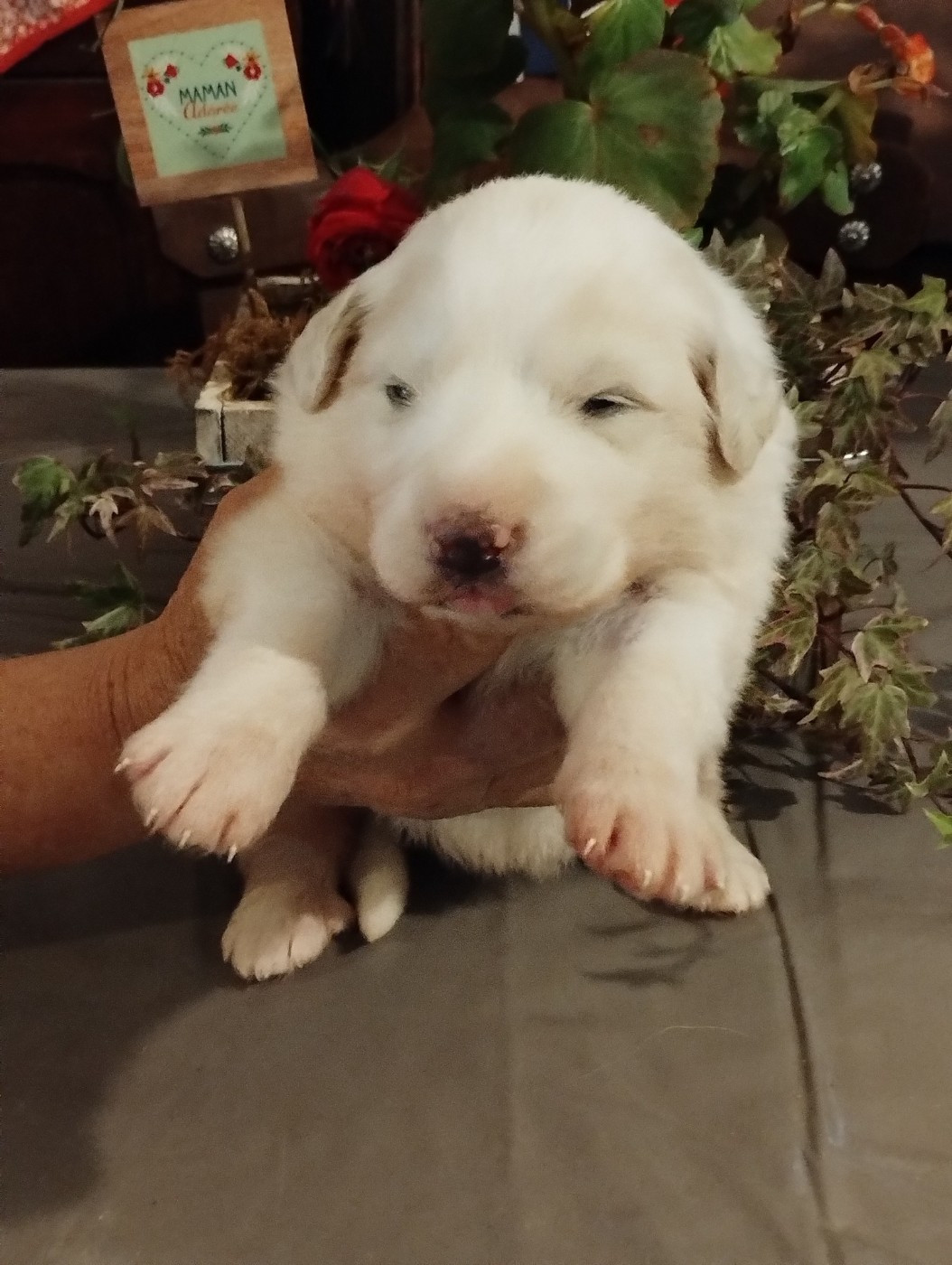 de la Vallée du Girou - Chiots disponibles - Chien de Montagne des Pyrenees