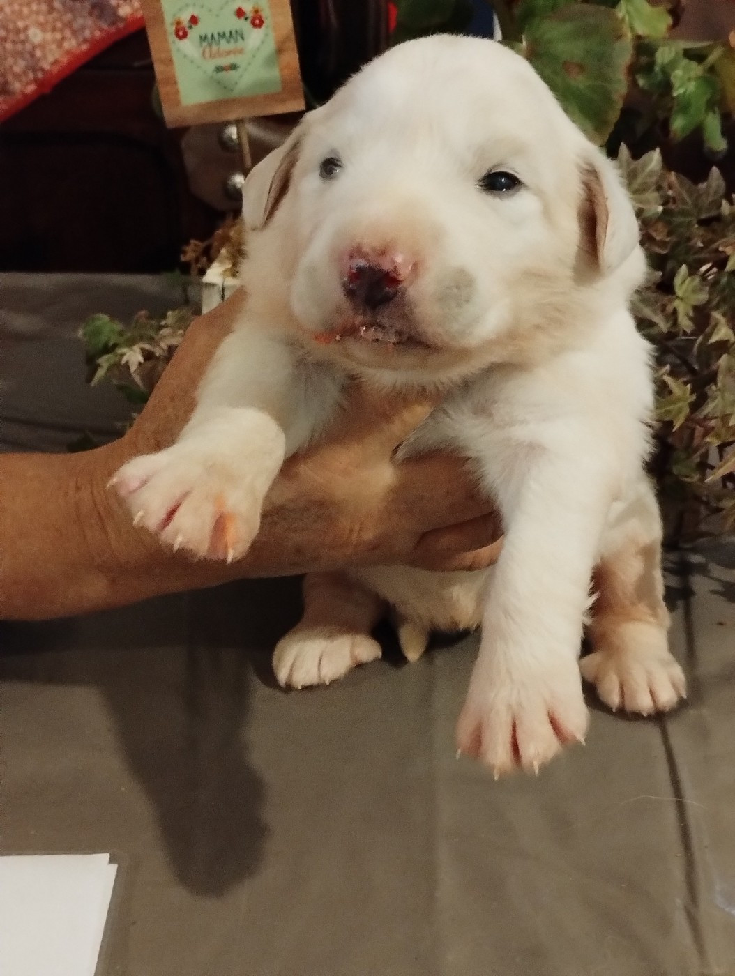 de la Vallée du Girou - Chiots disponibles - Chien de Montagne des Pyrenees