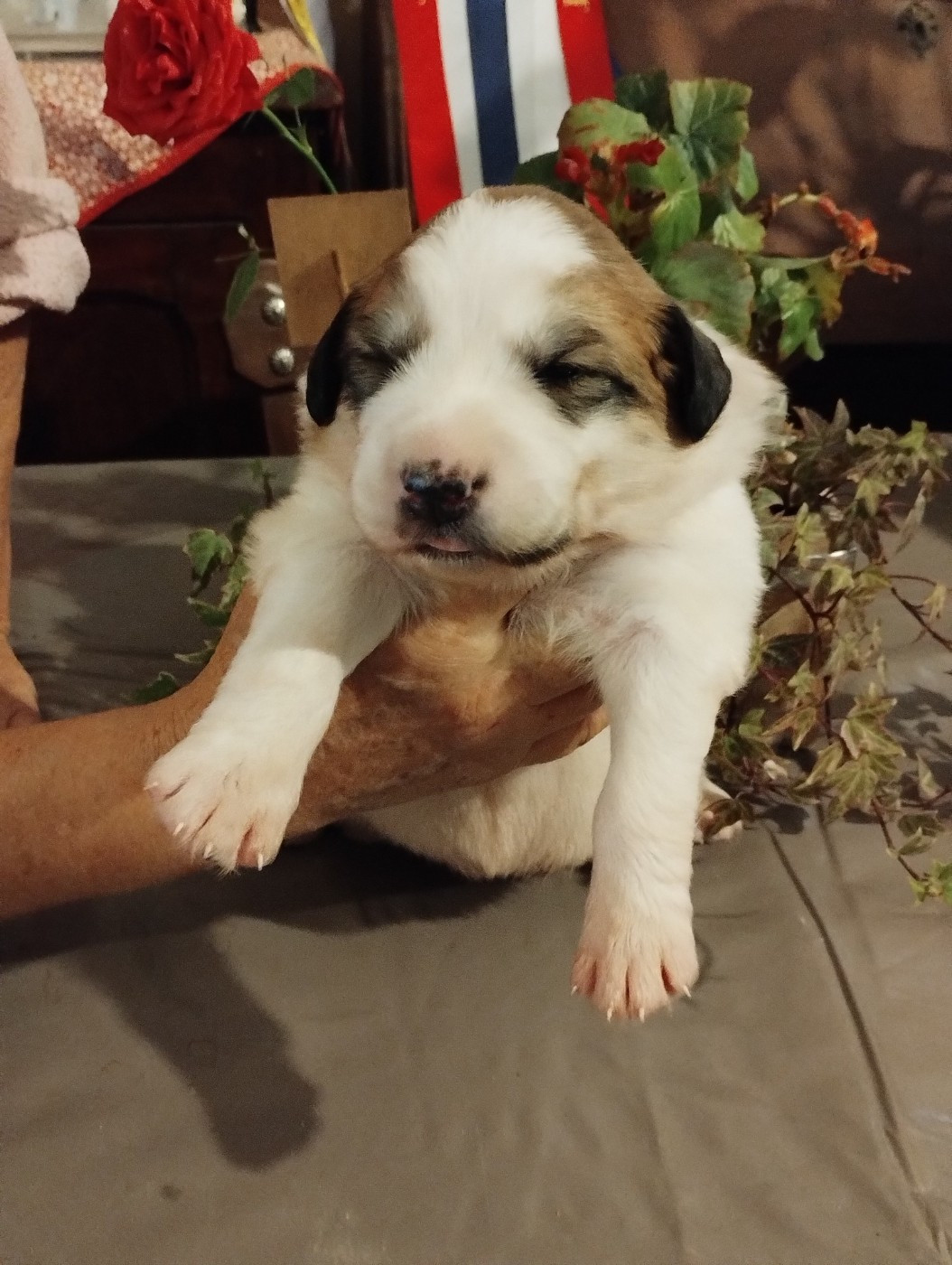 de la Vallée du Girou - Chiots disponibles - Chien de Montagne des Pyrenees