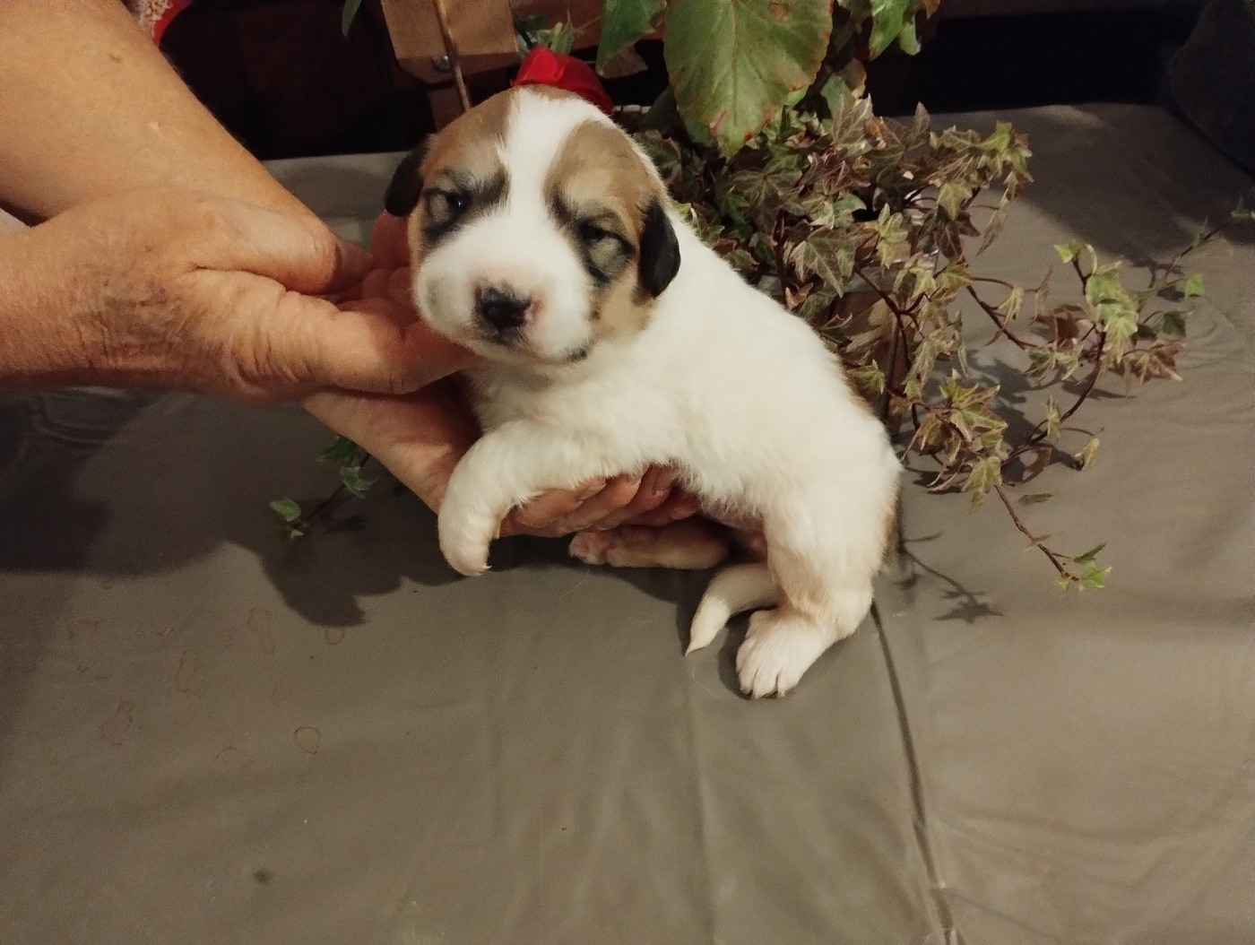 de la Vallée du Girou - Chiots disponibles - Chien de Montagne des Pyrenees