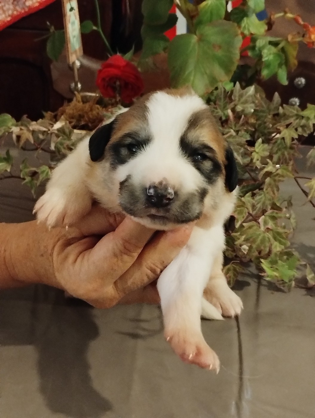 de la Vallée du Girou - Chiots disponibles - Chien de Montagne des Pyrenees