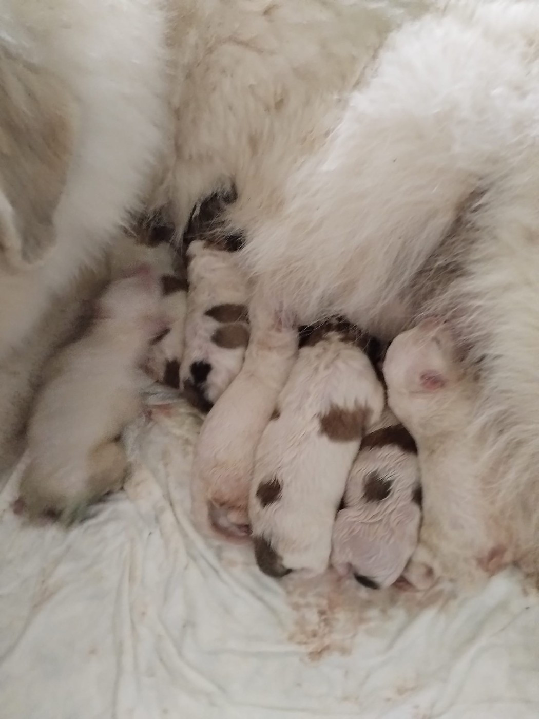 Chiot Chien de Montagne des Pyrenees de la Vallée du Girou