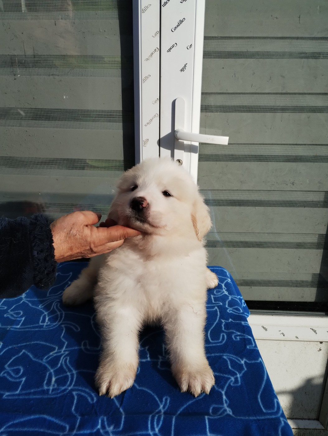 de la Vallée du Girou - Chiots disponibles - Chien de Montagne des Pyrenees