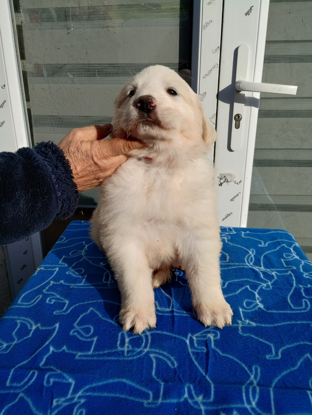 de la Vallée du Girou - Chiots disponibles - Chien de Montagne des Pyrenees