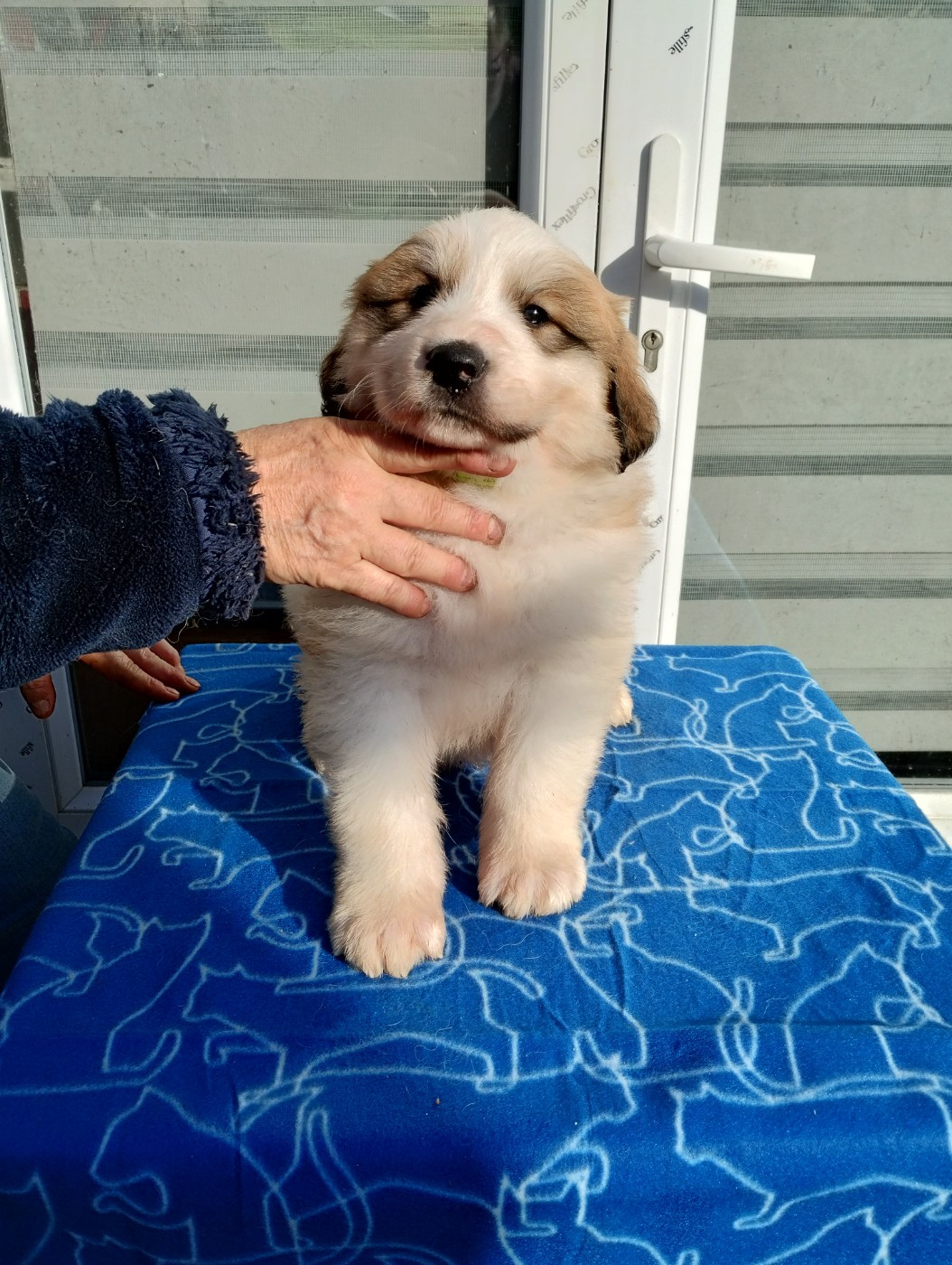 de la Vallée du Girou - Chiots disponibles - Chien de Montagne des Pyrenees