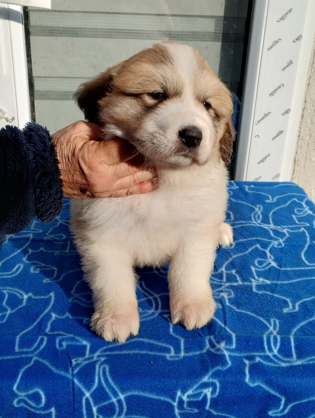 de la Vallée du Girou - Chiots disponibles - Chien de Montagne des Pyrenees