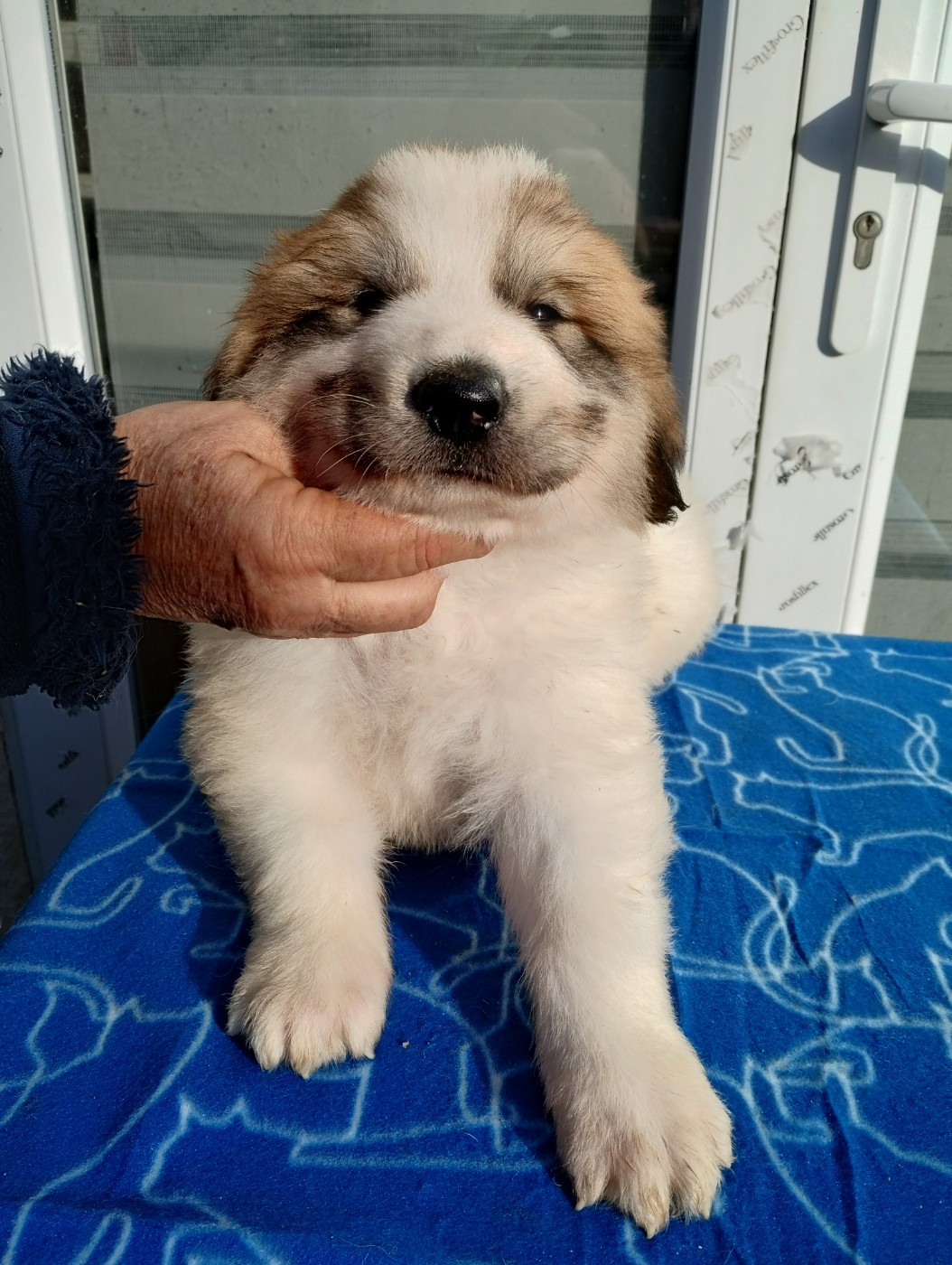 de la Vallée du Girou - Chiots disponibles - Chien de Montagne des Pyrenees