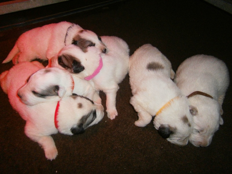 Chiot Chien de Montagne des Pyrenees de la Vallée du Girou