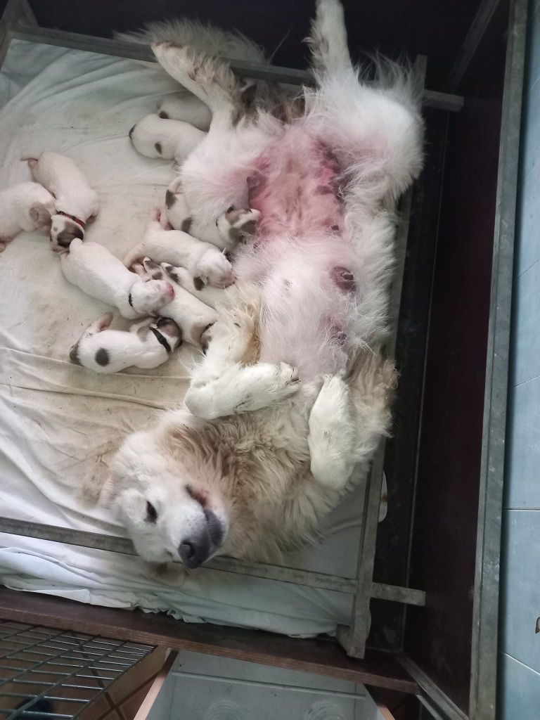 Chiot Chien de Montagne des Pyrenees de la Vallée du Girou